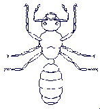 An Ant