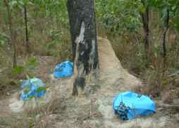 Test units around a Coptotermes_acinaciformis mound.