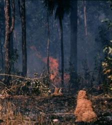 mound in bushfire