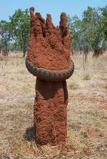 Northern Australian mound rebuilt around discarded tyre.  Don't know who sent me this back in 2000.  Would like to know so I can give credit.