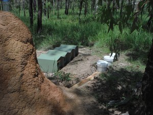 Coptotermes Field test