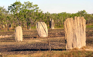 Magnetic termite mounds